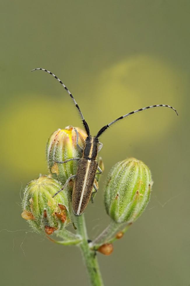 ¿Agapanthia cardui?